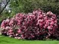 Ein üppiger Rhododendron in Rosa- und Weißtönen blüht im Garten. Die beste Zeit, wann Rhododendron schneiden, ist nach der Blüte.