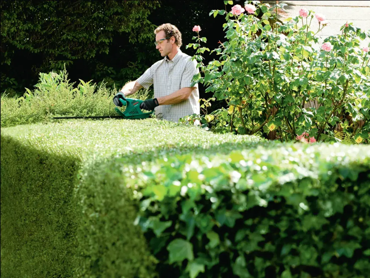 Mann schneidet mit Heckenschere eine grüne Hecke. Perfekt, um zu wissen, wann hecke schneiden ist.