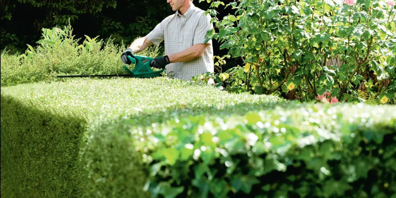 Mann schneidet mit Heckenschere eine grüne Hecke. Perfekt, um zu wissen, wann hecke schneiden ist.