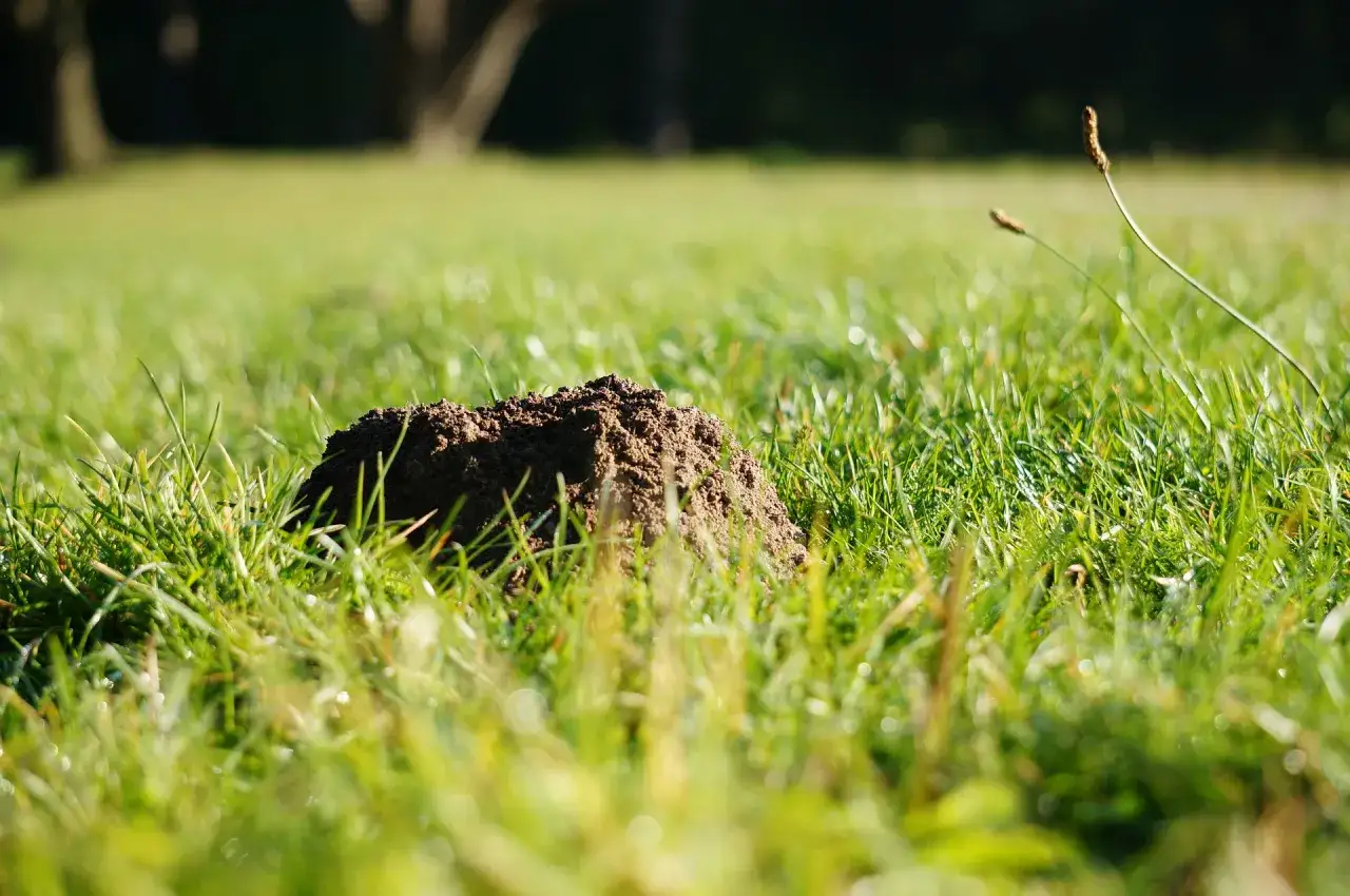 Ein Maulwurfshügel auf einer grünen Wiese. Ein Zeichen, dass man Maßnahmen ergreifen muss, um den Maulwurf zu vertreiben.